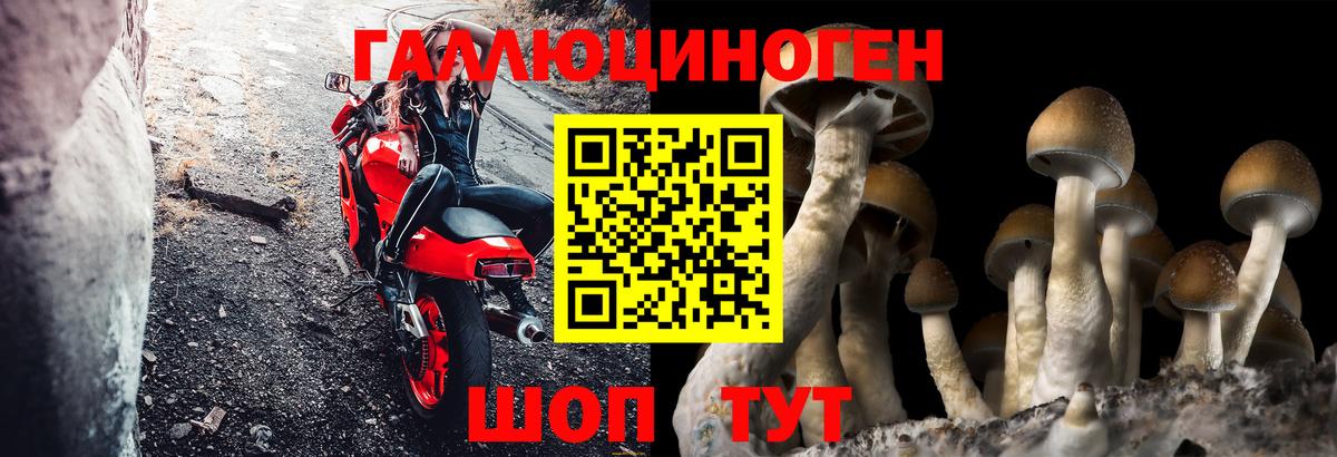 Псилоцибиновые грибы GOLDEN TEACHER  Вход с VPN  Псилоцибиновые грибы Magic Shrooms  Кувандык 